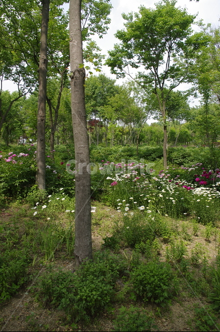 숲,초록,나무,잎,꽃,flower,식물,plant,계절,봄,spring,자연,풍경,nature,landscape,tree,garden,정원,outdoors,옥외