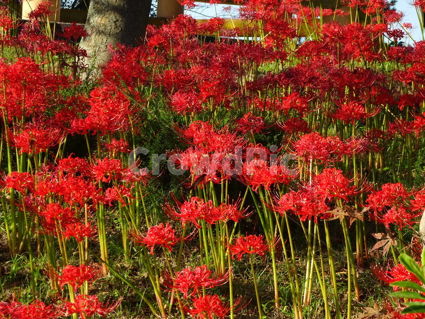 꽃,꽃무릇,상사화,산,봉대산,백일홍,빨강,분홍,식물,자연,plants,nature,꽃,flower