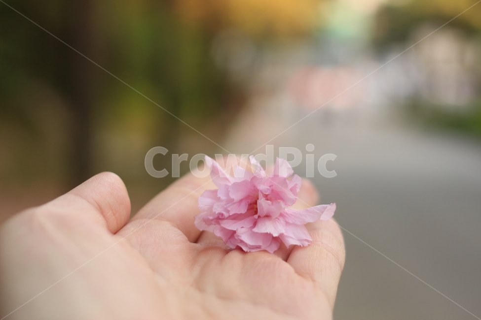꽃,벚꽃,겹벚꽃,접사,도로,봄,계절,spring,season,꽃,flower,finger,손가락