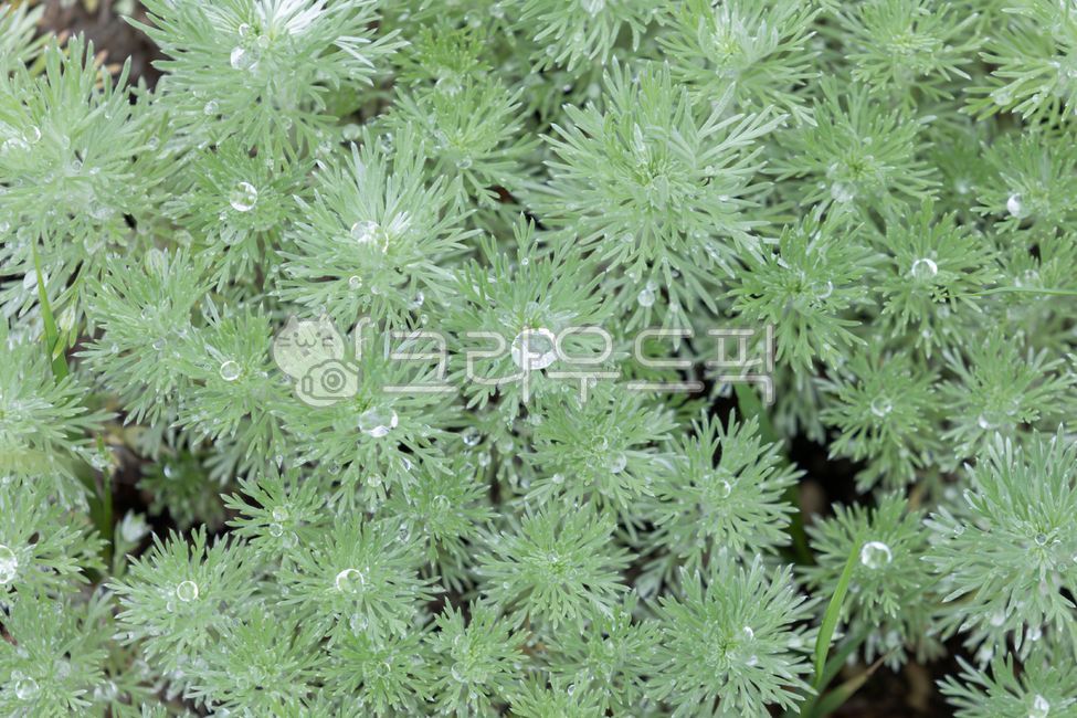 dwarf mugwort,perennial plant,Artemisia ashmitiana,silvermound,ornamental,angelshair,silvermoundartemisia,chrysanthemum,Haze of mugwort,Silver Mound,silver mugwort,green,nature,leaf,Artemisia,water drop,artemisiaschmidtiana,Dew,Asteraceae,plant,Gu and mug