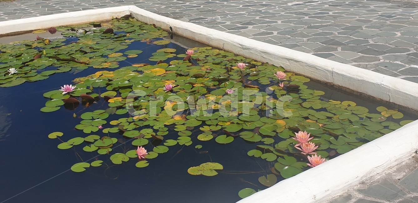 식물,꽃,자연,water,옥외,식물,자연,plants,nature
