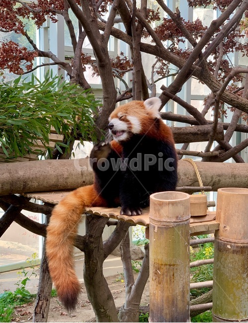 너구리,raccoon,라쿤,동물,animal,동물원,zoo,포유류,mammalia