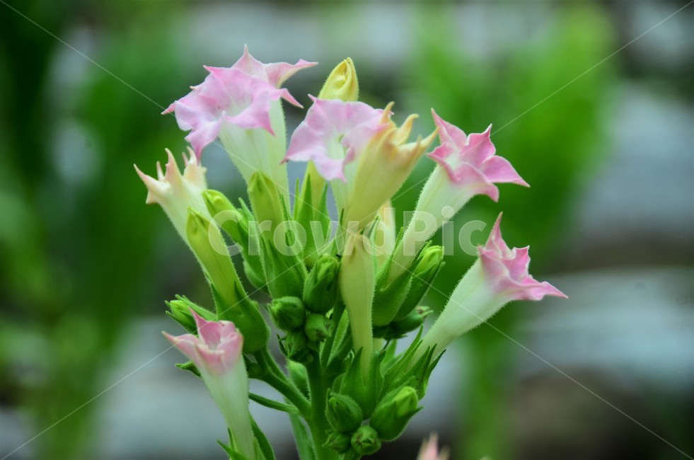 담배,담배꽃,남미원산,니코티아나타바쿰,재배담배,경제작물,식물,자연,plants,nature,꽃,flower