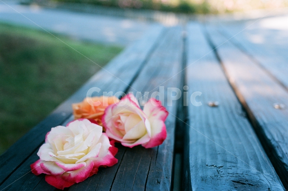 봄,꽃,비,날씨,계절,필름사진,감성사진,색감,꽃,flower,감성,sensible,feeling