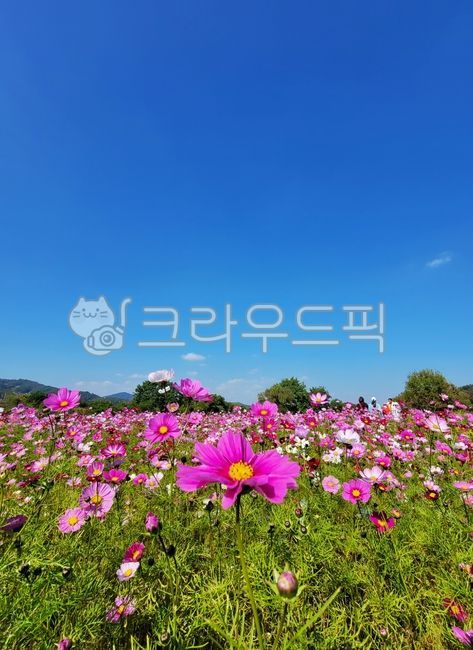 pink,green,Cosmos,flower road,flower,warm,semired,autumn,park,walk