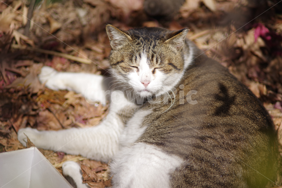 고양이,길고양이,길냥이,동물,야생동물,야생,자연,cat,kitty,kitten,pet,animal,gato,동물,animal,포유류,mammal,고양이,cat,kitten,kitty