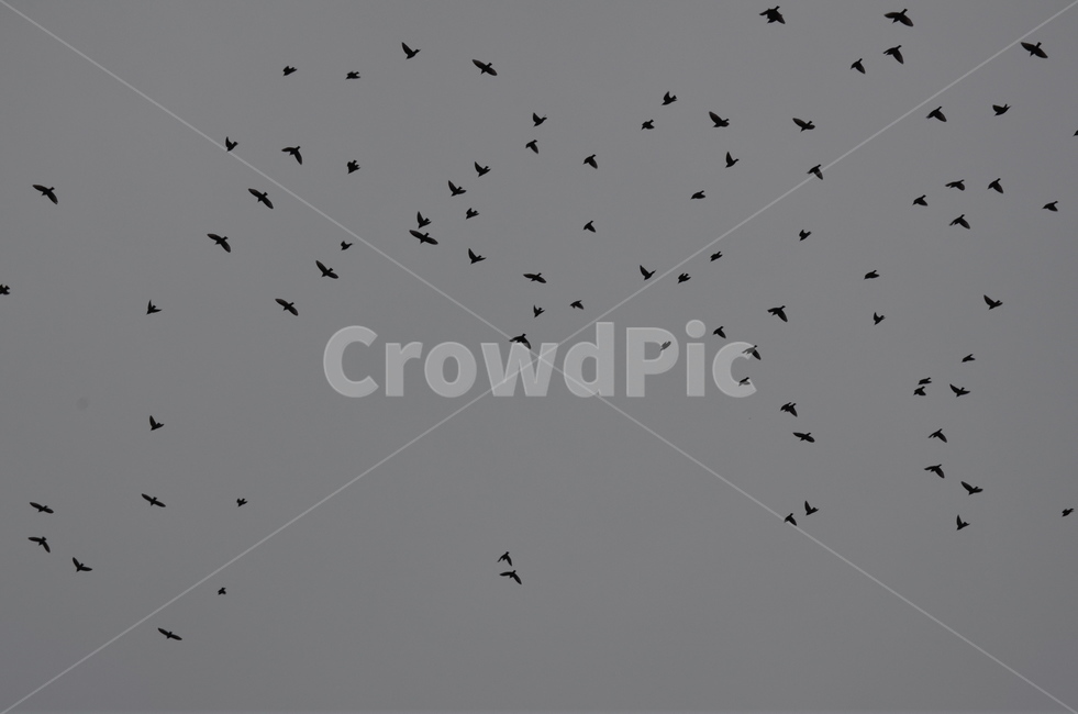 animal,동물,flock,bird,새,sky,풍경,흑백사진,outdoors,옥외,nature,자연,silhouette,실루엣,동물,animal,조류,새,birds