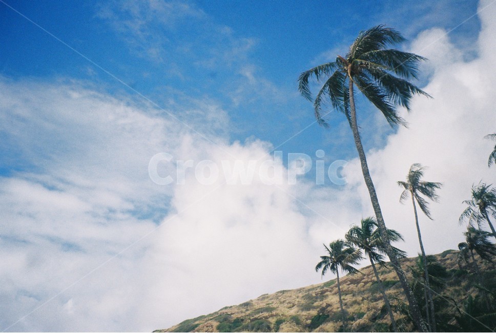 하와이,팜트리,야자나무,palmtree,하늘