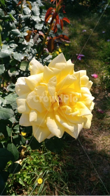 blossom,꽃,flower,장미,rose,식물,옐로우,노란색,노랑,녹색,초록색,공원