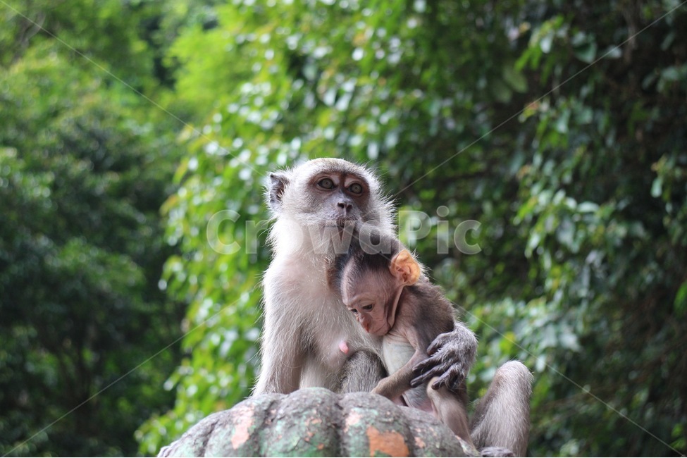 원숭이,monkey,자연,풍경,모성애,동물,동물,animal,포유류,mammal,가족,패밀리,family