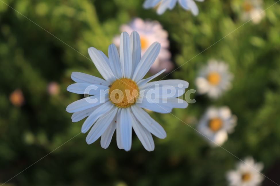 flower,꽃,가을에피는꽃,식물,아웃포커싱