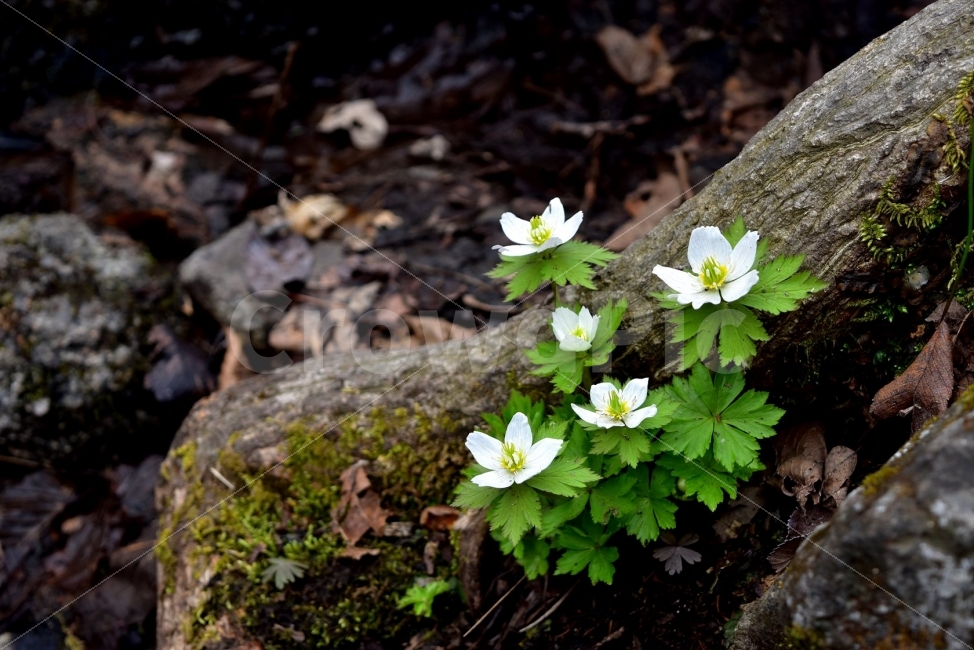 모데미풀,봄,야생화,꽃,청태산,강원도,봄꽃,고산야생화,감성,wildflower,산꽃,봄야생화,계곡,이끼,꽃말,슬픈추억,아쉬움,MegaleranthissaniculifoliaOhwi,금매화아재비,운봉금매화,식물,자연,식생,생태,식물,자연,plants,nature,꽃,flower