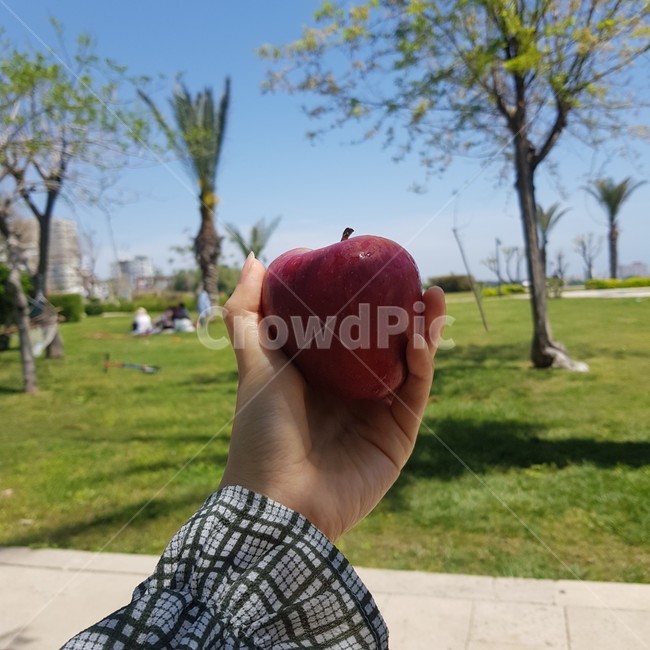 사과,과일,자연,공원,풍경,food,apple,피크닉,야외,picnic,나무,식물,잔디