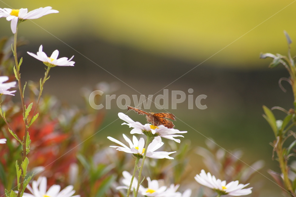 나비,꽃,봄,날개,향기,식물,자연,plants,nature,꽃,flower,동물,animal,곤충,벌레,insect,bug
