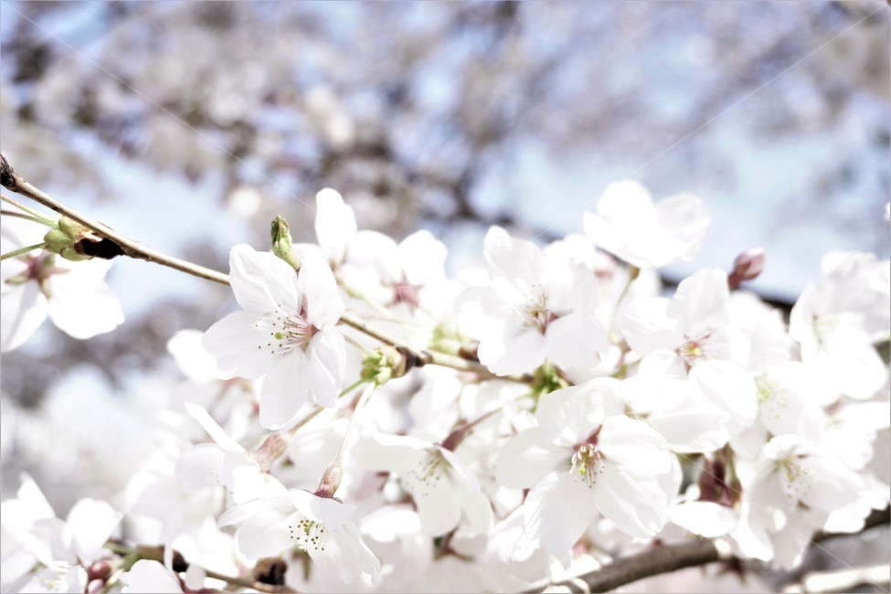 wait,pink,warmth,Spring news,in full bloom,expectation,pink flower,cherryblossoms,flower,spring,spring flowers,season,Emotion,spring season,cherry blossom