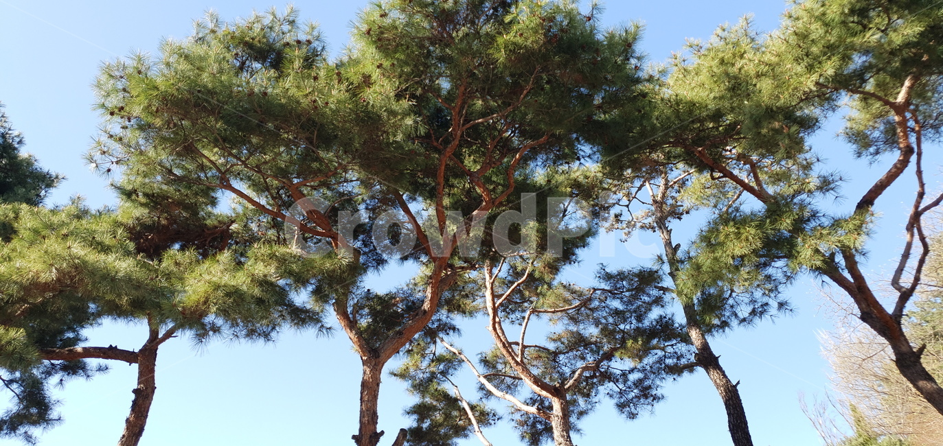 tree,나무,plant,식물,treetrunk,나무줄기