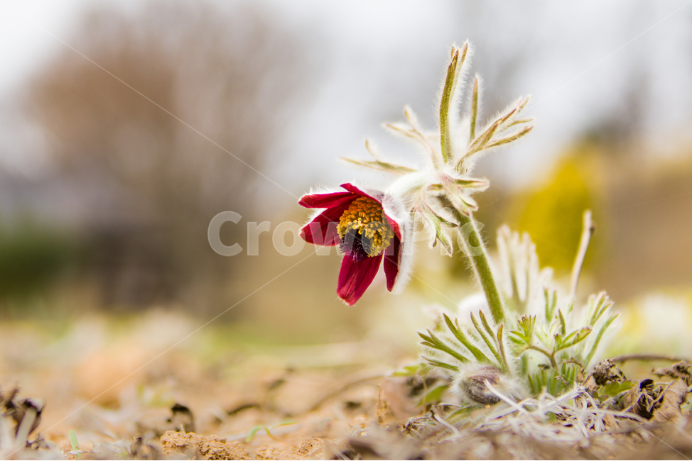 봄,꽃,할미꽃,자연,붉은색,봄,계절,spring,season,식물,자연,plants,nature,꽃,flower,plant