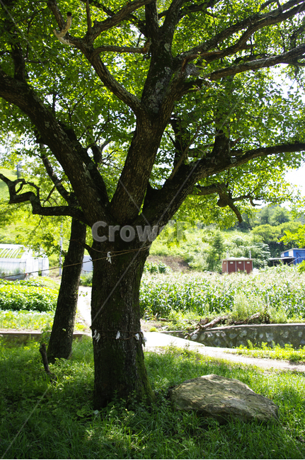 식물,plant,자연,풍경,여름,초록,나무,tree,나무줄기,자연,풍경,nature,landscape