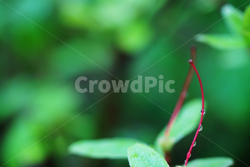 비,연분홍,철죽,봄꽃,빨강꽃,식물,자연,plants,nature
