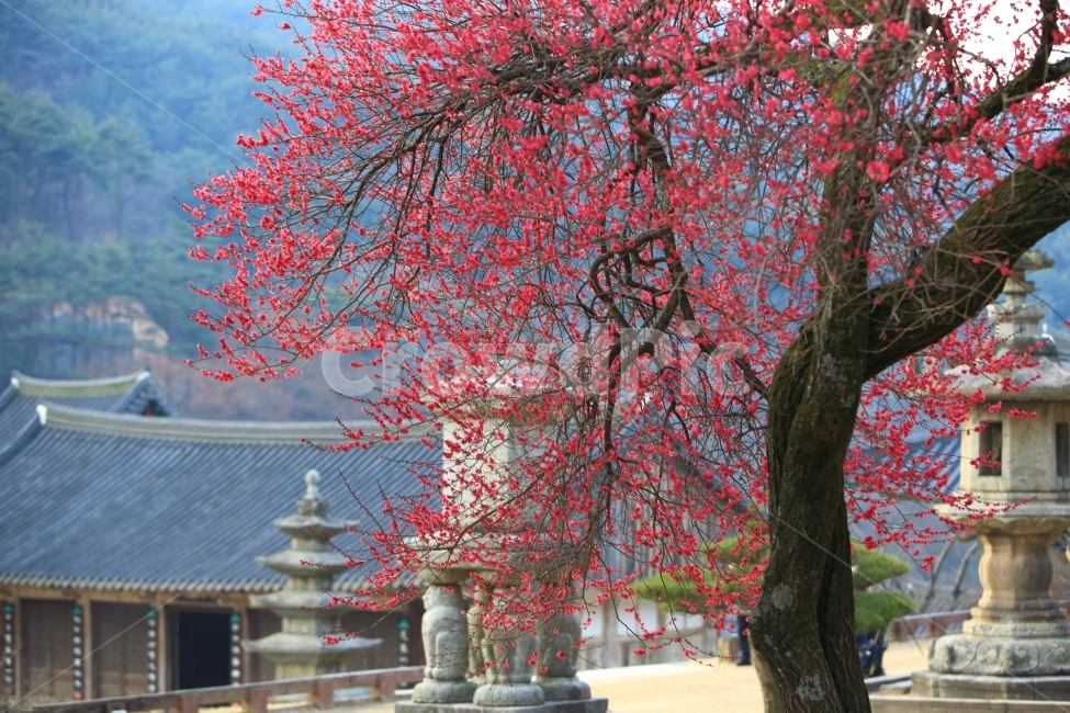 매화,홍매화,자연,풍경,꽃,봄,계절,spring,season,한국전통,한국문화,korean traditional,korean culture,식물,자연,plants,nature,꽃,flower,나무,trees,wood,종교,신앙,religion,belief,faith,tree,plant
