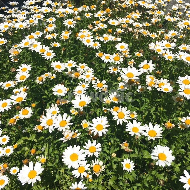 꽃,식물,봄,봄식물,봄꽃,flower,plant,spring,들꽃,데이지,daisy