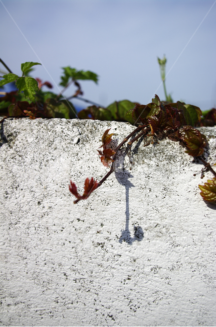 돌,넝쿨,새잎,잎,식물,plant,자연,nature,계절,봄,spring,식물,자연,plants,nature