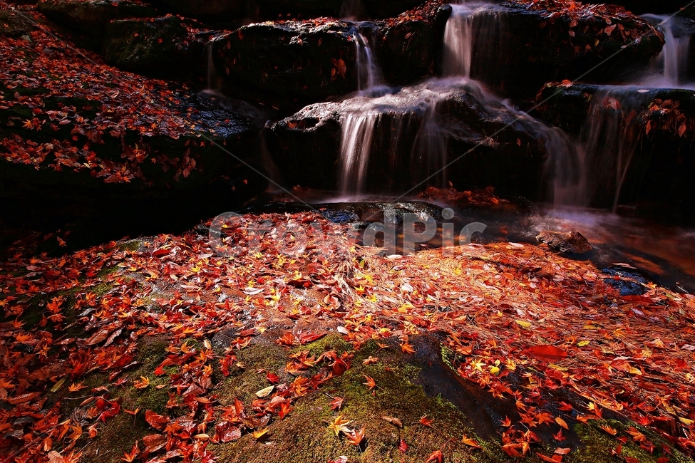강천산,가을,순창,단풍,추색,가을,계절,fall,autumn,season,leaf,잎,plant,식물,tree,나무