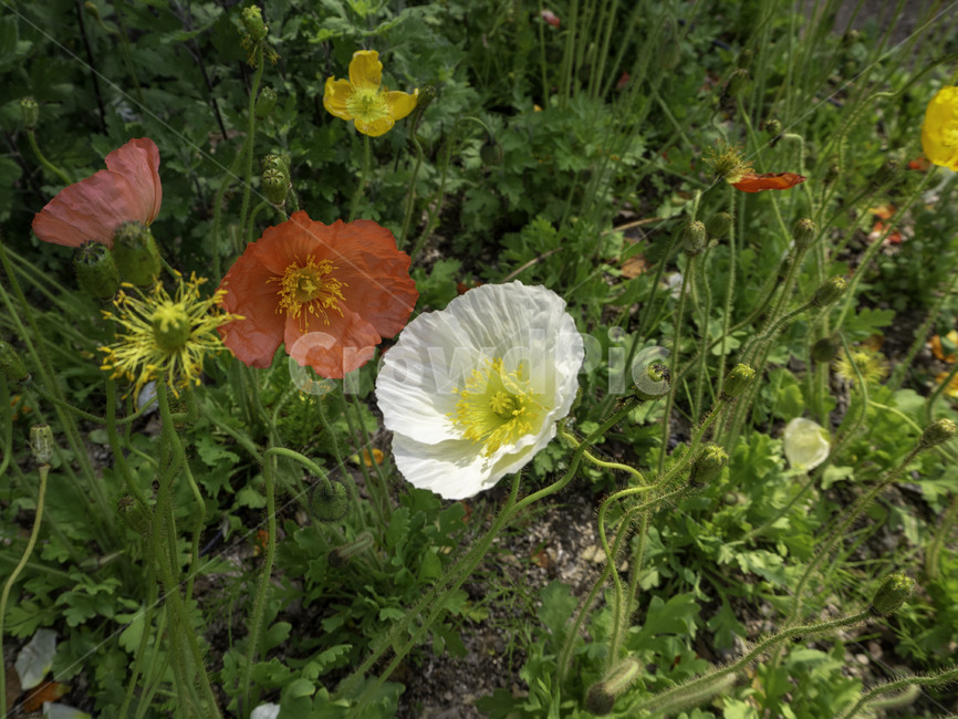 개양귀비,우미인초,papaverrhoeas,양귀비,꽃,flowers,식물,plant,식물,자연,plants,nature,꽃,flower