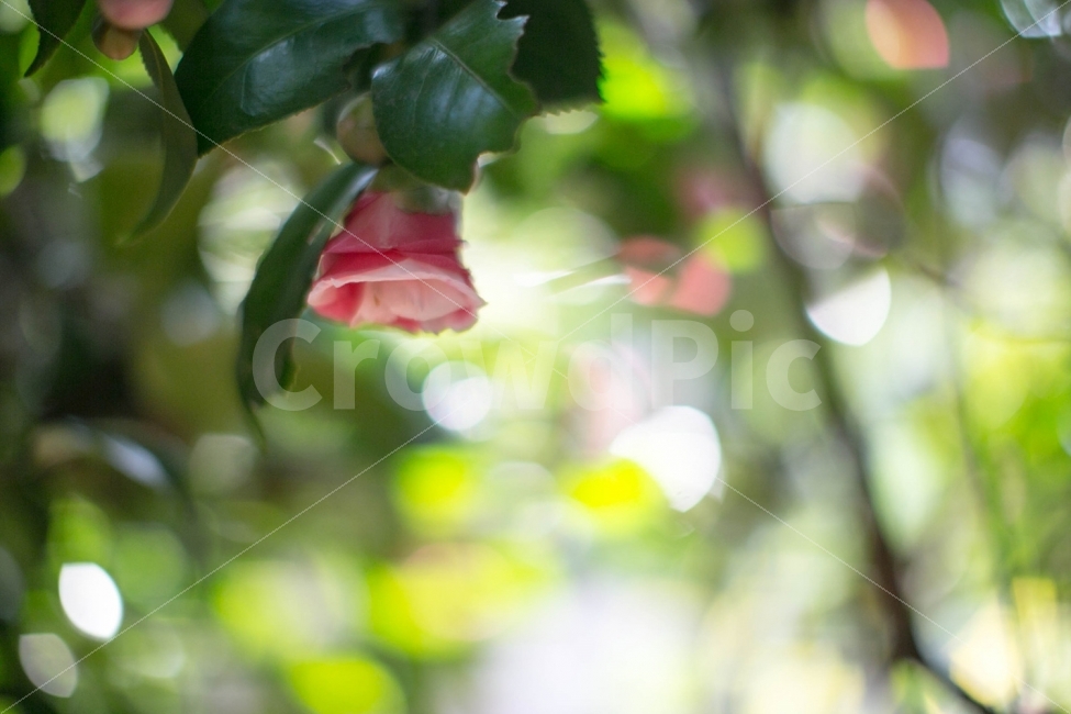 풍경,동백꽃,꽃,자연,식물,식물,자연,plants,nature,꽃,flower,감성,sensible,feeling
