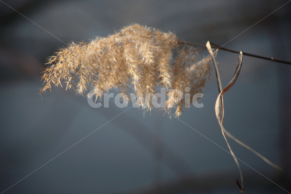 식물,풀,잡초,갈대,commonreed,겨울갈대,식물,자연,plants,nature