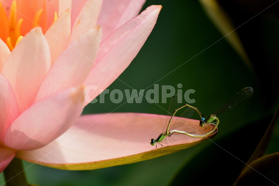 수련,실잠자리,짝짓기,교미,접사,식물,자연,plants,nature,꽃,flower,동물,animal,곤충,벌레,insect,bug