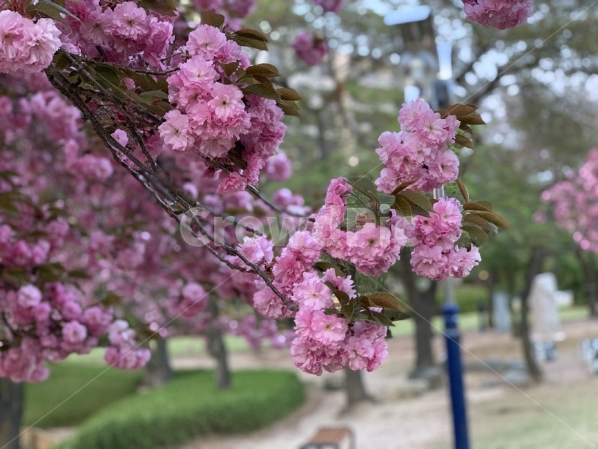 벚꽃,겹벚꽃,꽃,체리블라썸,봄,분홍색