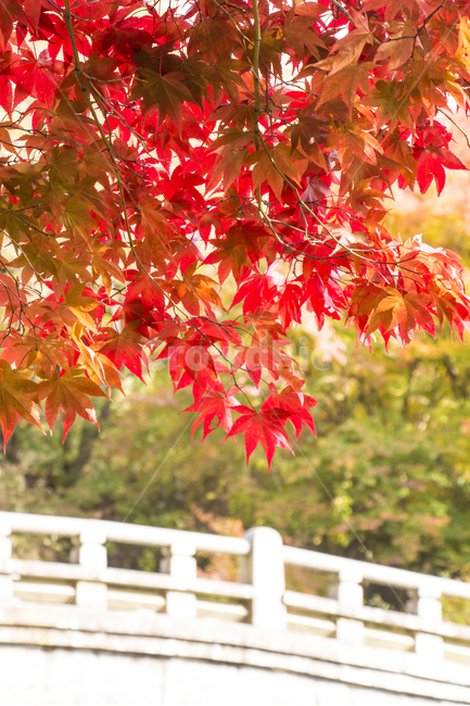 가을,나들이,풍경,단풍,계절,배경,백그라운드,다울,나뭇잎,잎,빨간색,가을,계절,fall,autumn,season,식물,자연,plants,nature,plant,leaf,tree,나무,maple