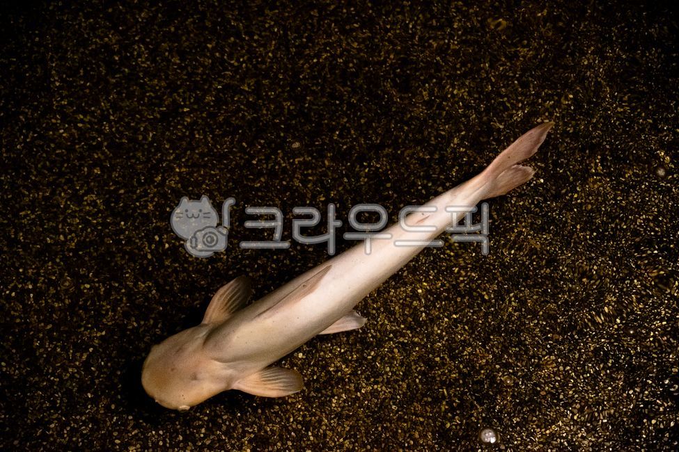 shark,fish,baby shark,aquarium,fish tank