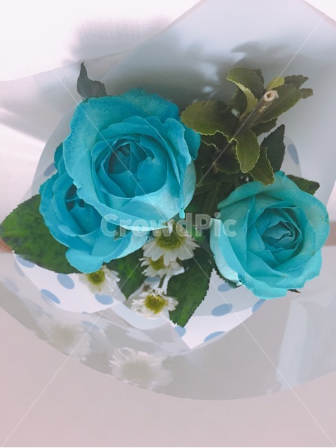 꽃,장미,파란장미,소국,선물,꽃,flower,기념일,축하,anniversary,congratulation,celebrate,celebration