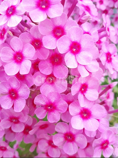 꽃,꽃잎,blossom,plant,식물,flower,핑크색,분홍색,싱그러운꽃,식물,자연,plants,nature,꽃,flower