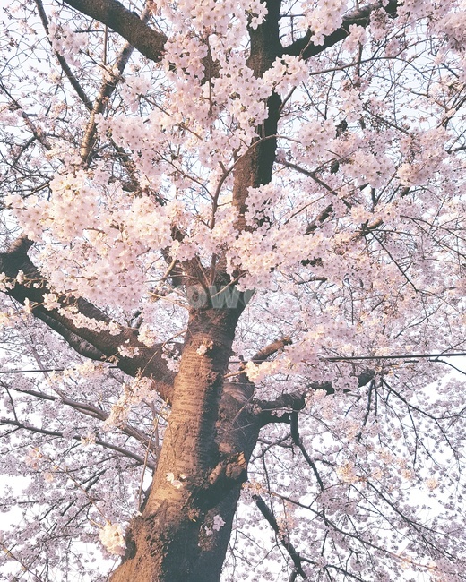 봄,꽃,blossom,flower,벚꽃,식물,spring,따뜻,날씨,핑크,분홍,plant