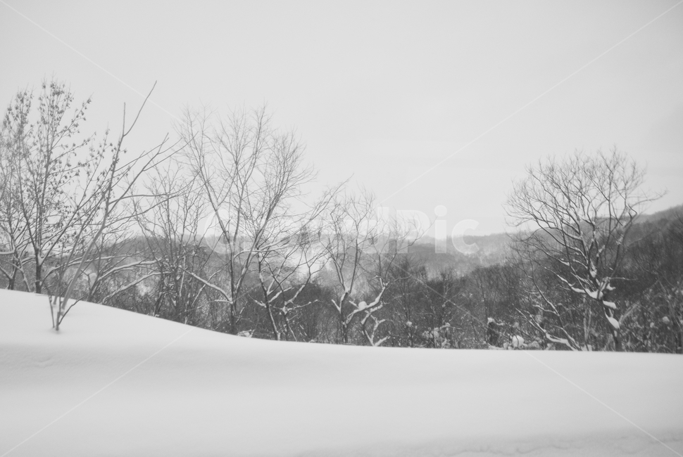 삿포로,겨울,눈,경치,설경,일본,호카이도,겨울,계절,winter,season,자연,풍경,nature,landscape,흑백,모노톤,monochrome,black and white,outdoors,옥외,storm,폭풍,snow,blizzard,눈보라