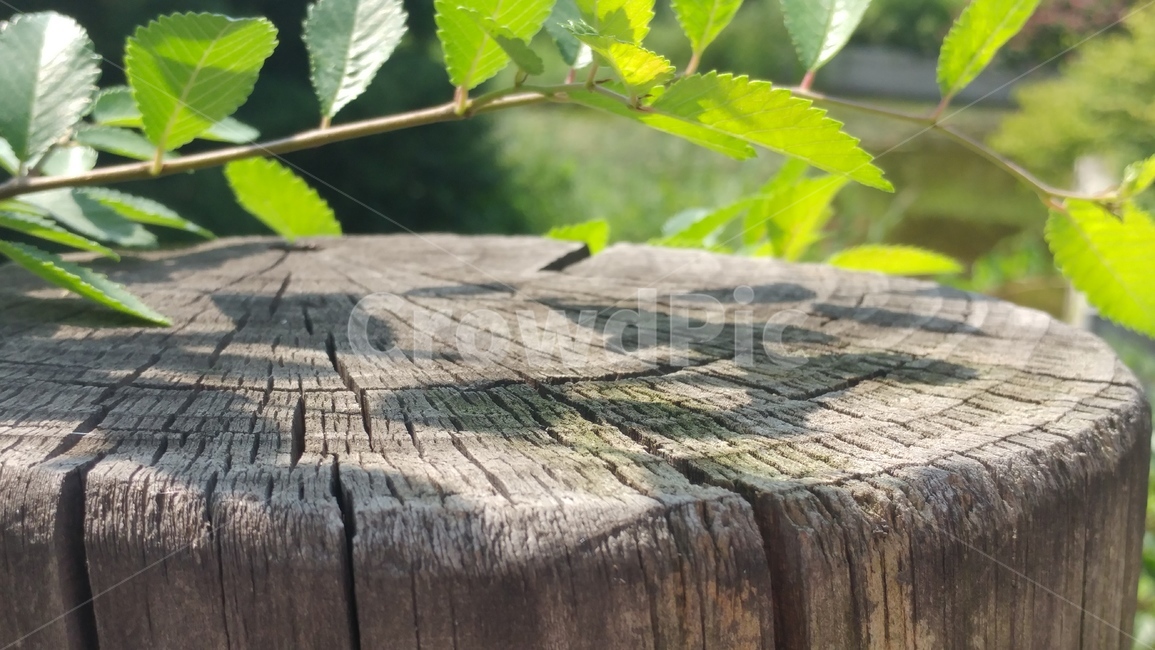 봄,나무,식물,자연,화창함,wood,그늘,도심속자연,힐링,햇빛,여름