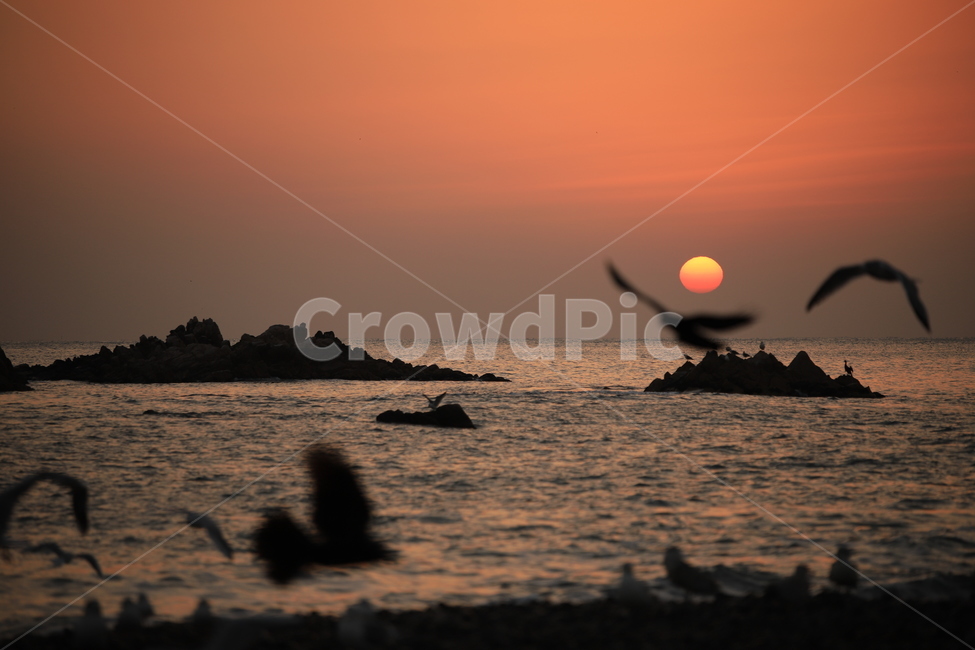바다,일출,문무대왕릉,경주,bird,새,animal,동물,새벽,redsky,붉은하늘,sky,하늘,outdoors,옥외,nature,자연,sunset,황혼,자연,풍경,nature,landscape,한국자연풍경,한국자연경관,korea nature landscape,새해,new year