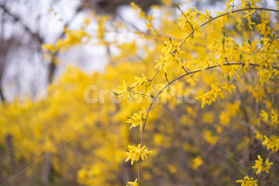 개나리,봄,꽃,장미,꿀벌,국화,야생화,봄,계절,spring,season,식물,자연,plants,nature,꽃,flower,plant