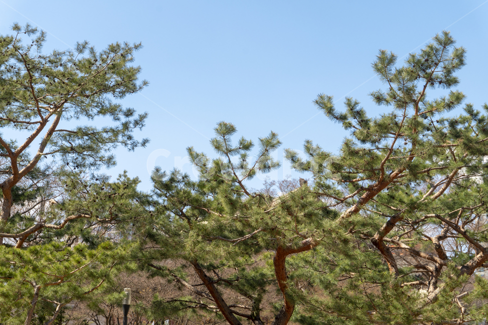 소나무,소나무들,한국,나무,하늘,초록색,하늘색,한국나무,숲속,pine,pinetree,식물,자연,plants,nature,나무,trees,wood