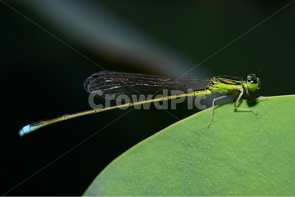 자연,접사,근접촬영,곤충,macro,micro,녹색,green,실잠자리,closeup,연잎,동물,animal,곤충,벌레,insect,bug