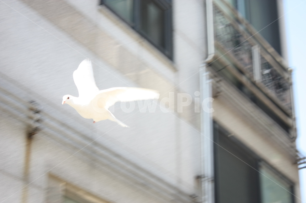 비둘기,날아가는,근접,순간적인,하얀,동물,animal,조류,새,birds