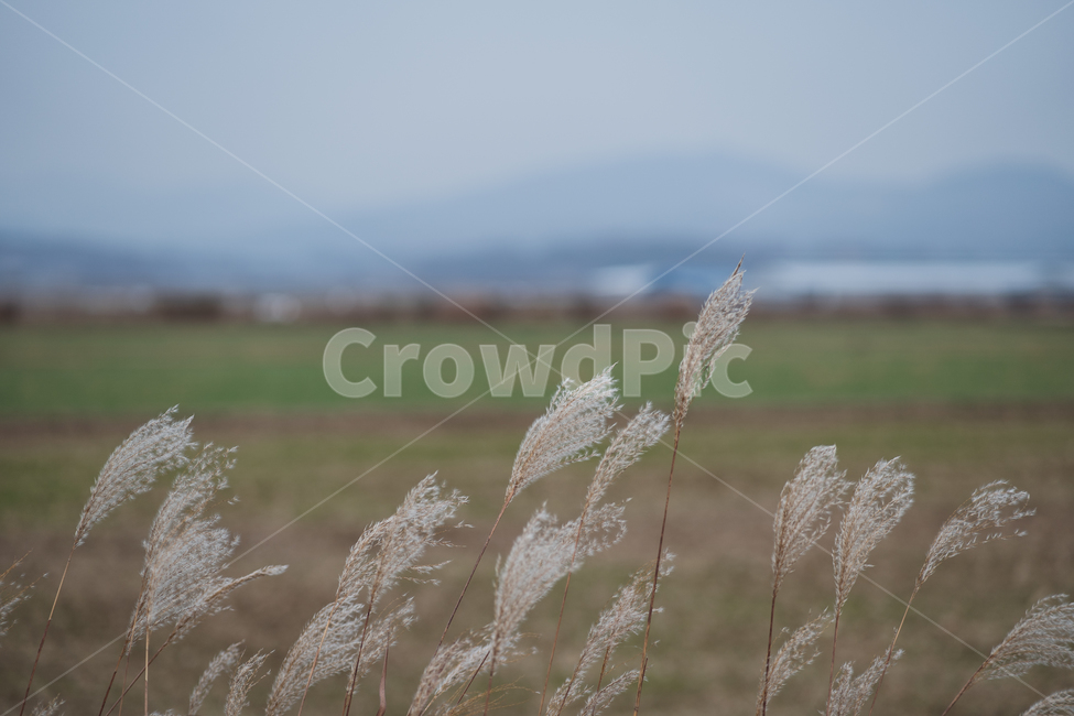 풍경,갈대,들,wild,landscape