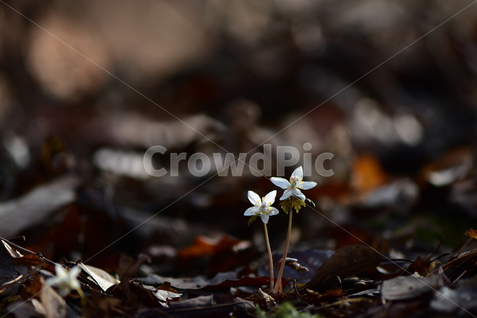 너도바람꽃,야생화,봄,꽃,풀꽃,자연,식물,식생,감성,힐링,plants,nature,spring,season,flower,emotion,feeling,흰색,초본,너도바람꽃속