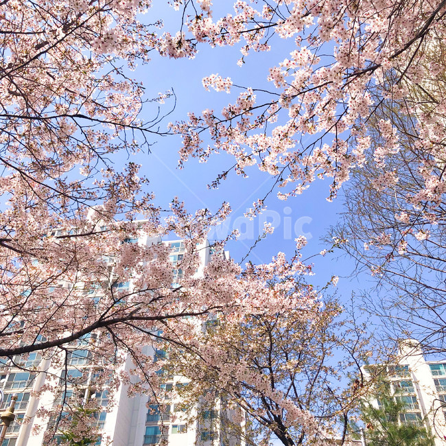 벚꽃,도시,화사,봄,한국