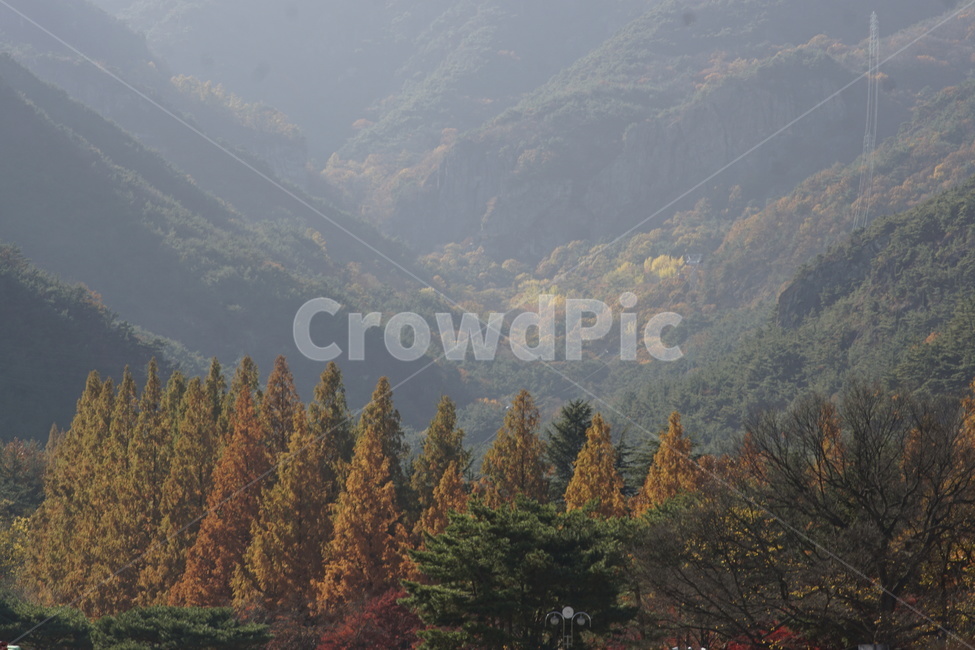 금오산,돌산,가을산,단풍산,geumosan,자연,풍경,nature,landscape,tree,나무,plant,식물,conifer,구과 식물,fir,전나무