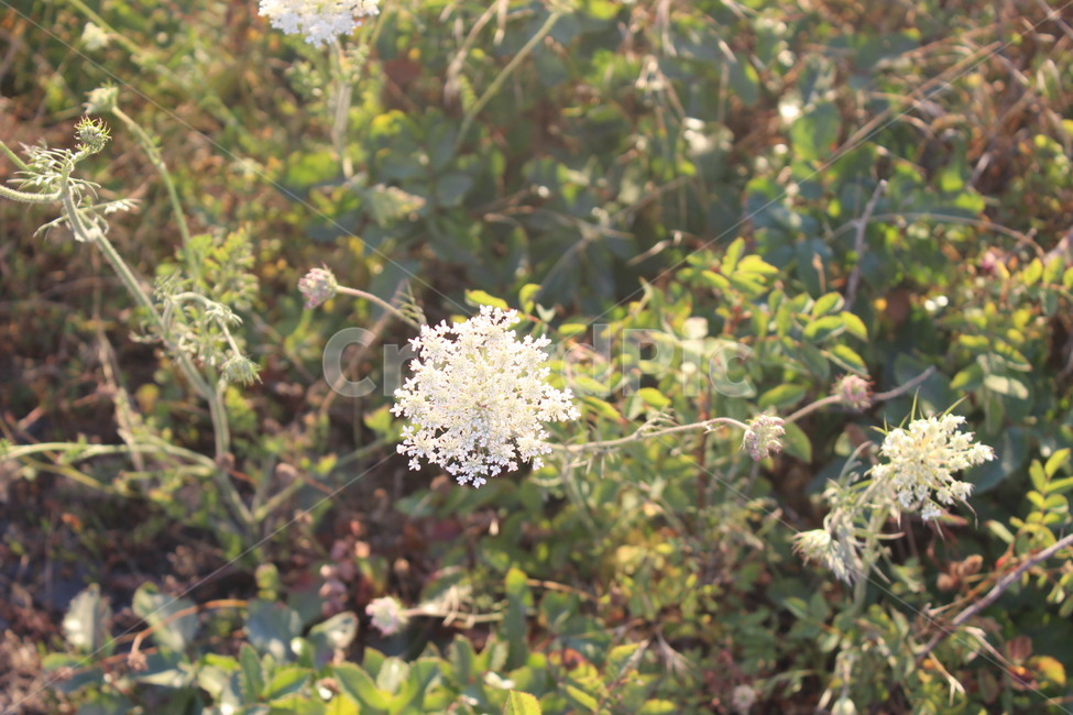 plant,식물,blossom,꽃,flower,식물,자연,plants,nature