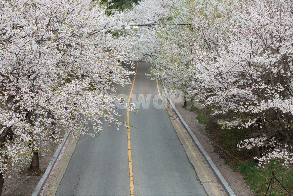 벚꽃,봄꽃,봄,꽃,계절,식물,자연,공존,plant,spring,도로,road,봄,계절,spring,season